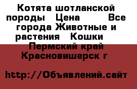 Котята шотланской породы › Цена ­ 40 - Все города Животные и растения » Кошки   . Пермский край,Красновишерск г.